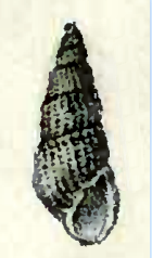 Mumiola spirata 001.png