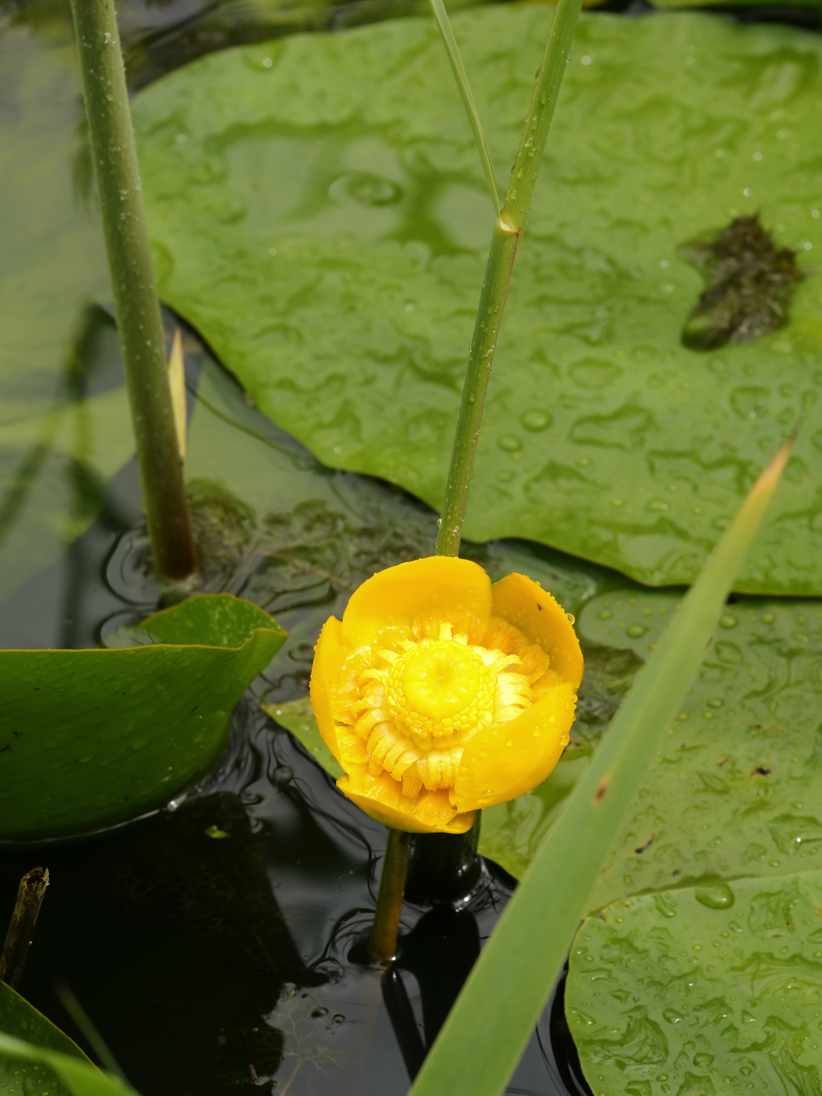 Желтая кувшинка на воде. Кубышка (Nuphar). Кубышка жёлтая. Кувшинка кубышка. Кувшинка желтая кубышка.