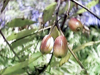 File:Ogeechee Lime.jpg