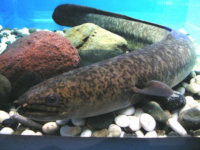 Giant mottled eel - Wikipedia