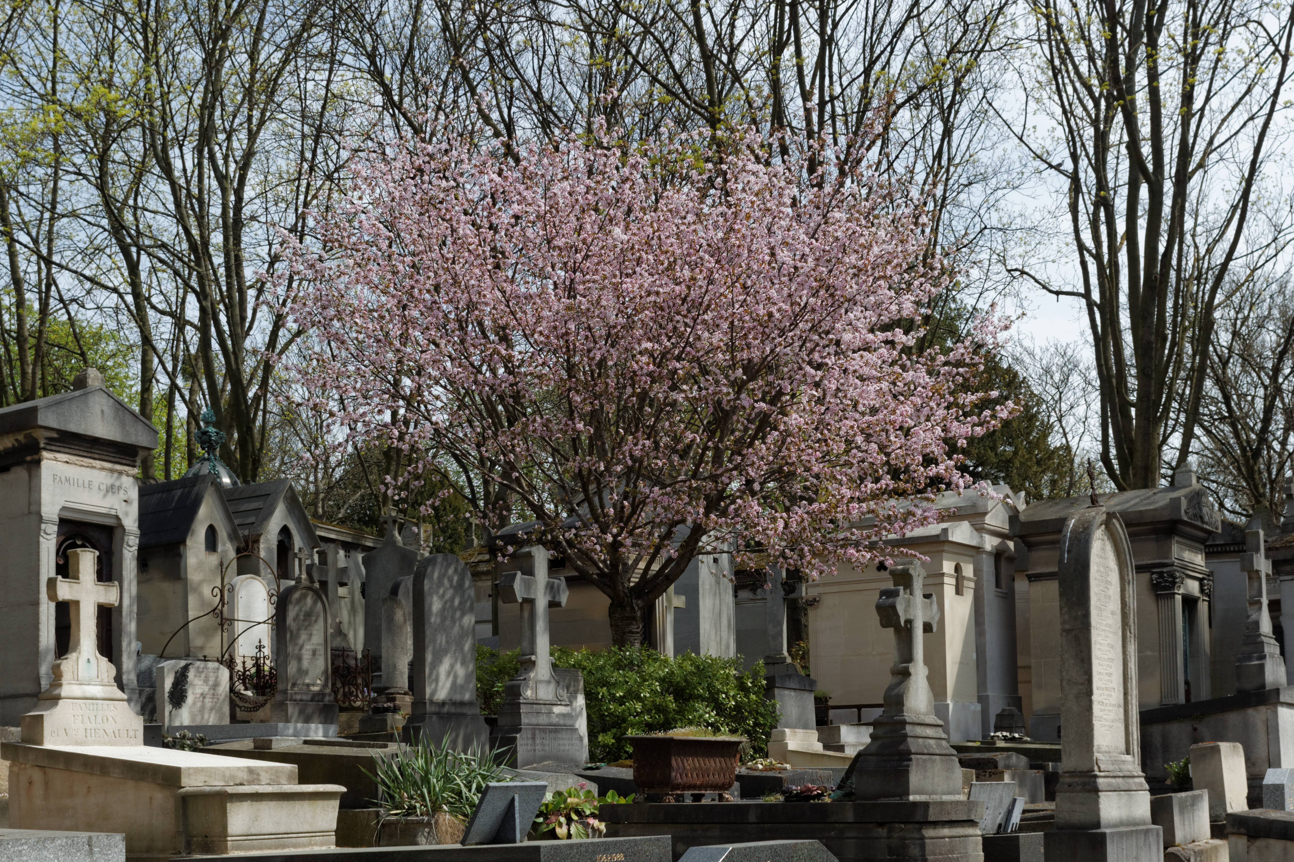 File:Père-Lachaise - Division 70 - arbre en fleurs 03.jpg - Wikimedia  Commons