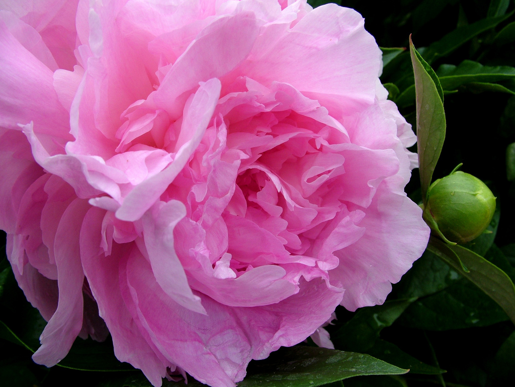 File:Paeonia lactiflora Suzy  - Wikimedia Commons