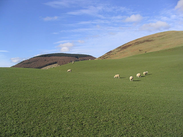 File:Pasture - geograph.org.uk - 341930.jpg