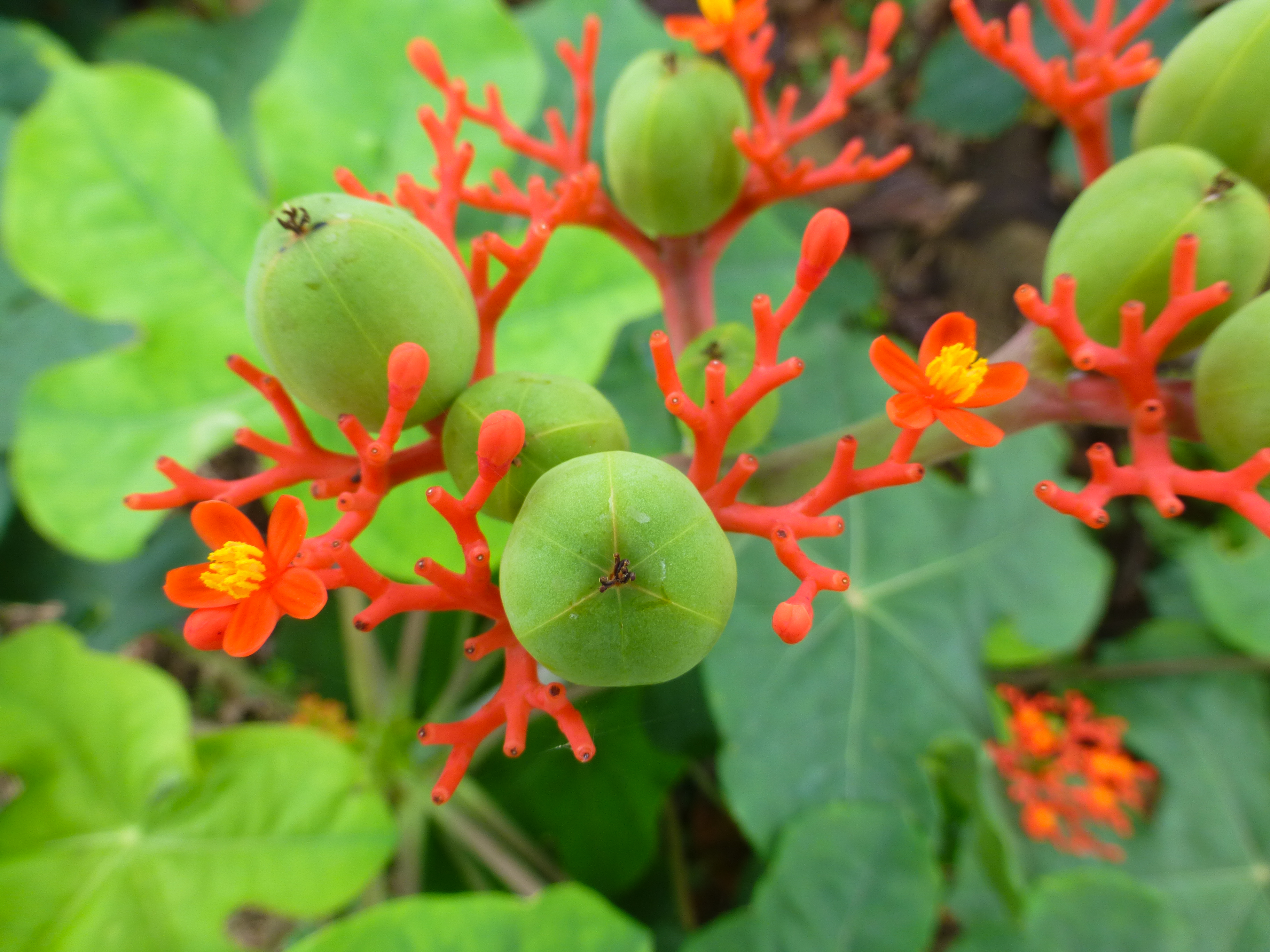 Jatropha gossypiifolia – Wikipédia, a enciclopédia livre