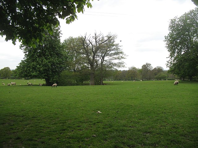 File:Pond, Great Heath - geograph.org.uk - 1294149.jpg