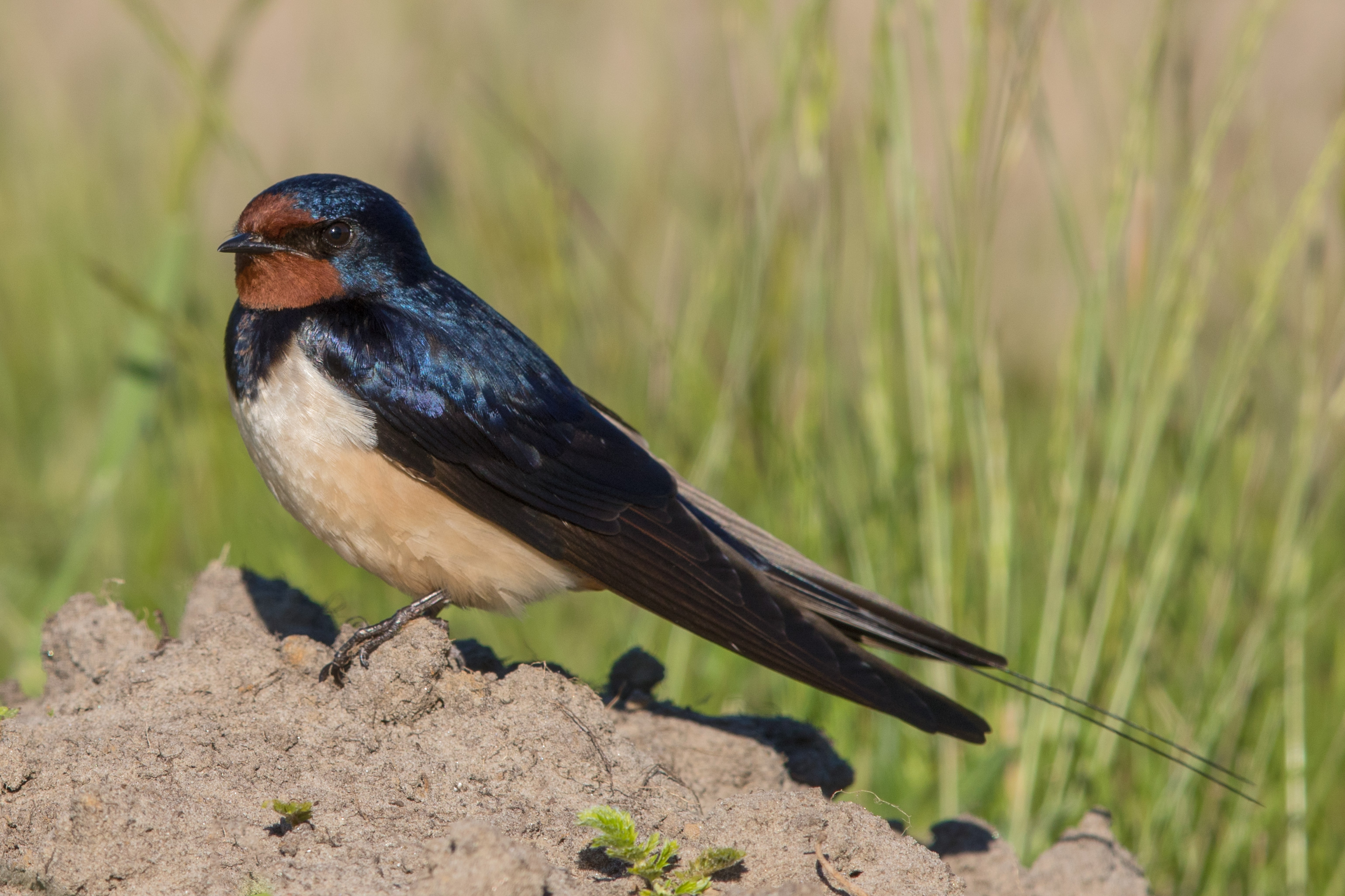 File Rauchschwalbe Hirundo Rustica Jpg Wikimedia Commons