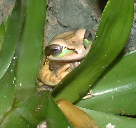 <span class="mw-page-title-main">Blue-spotted Mexican tree frog</span> Species of amphibian