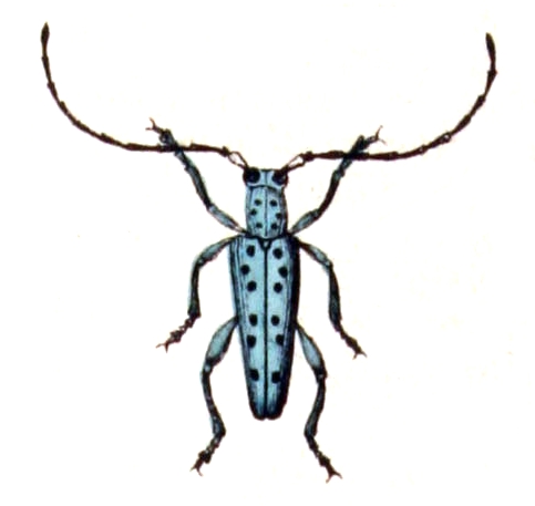 File:Saperda.punctata.-.calwer.40.02.jpg