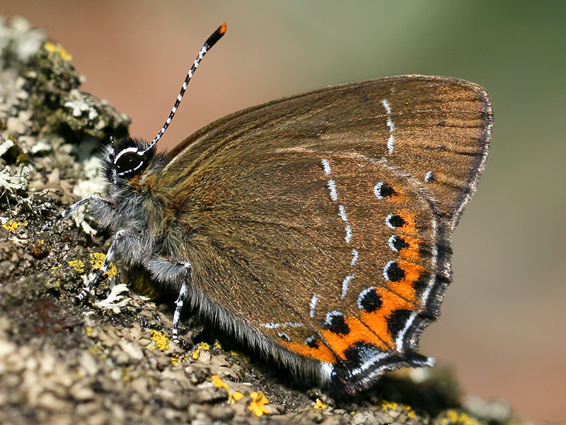 File:Satyrium pruni IMG 6365.jpg