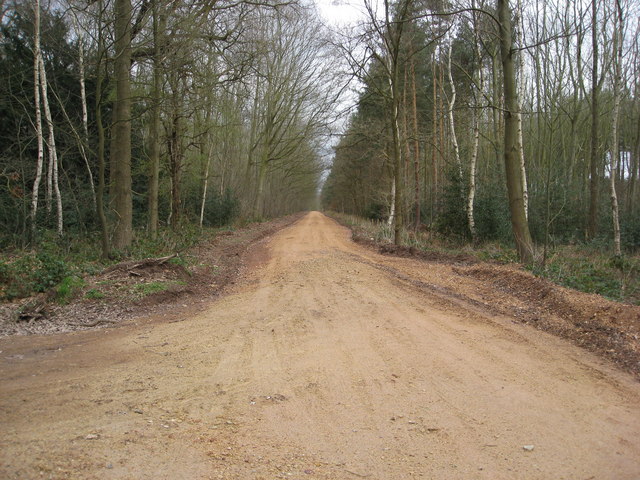 File:Sherwood Forest - Green Drive View - geograph.org.uk - 730048.jpg