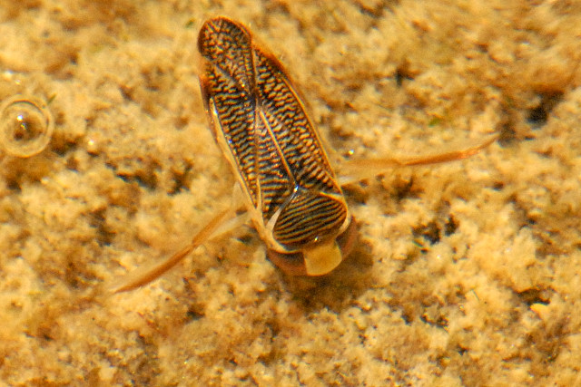 File:Sigara.nigrolineata.-.lindsey.jpg