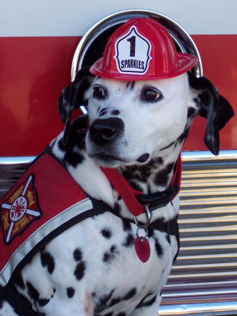 Dalmatians and Fire Fighting - Where did the Tradition Begin? 