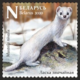 Least weasel - Wikipedia