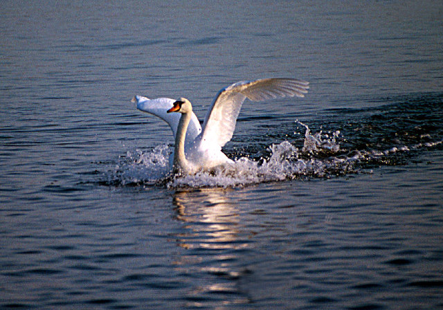 File:Swan Landing in the Fleet at Abbotsbury Swannery - geograph.org.uk - 79226.jpg