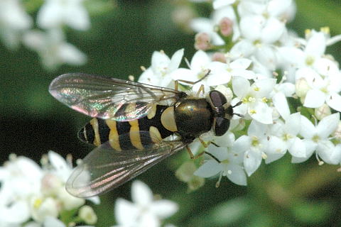 File:Syrphus.ribesii.female.jpg