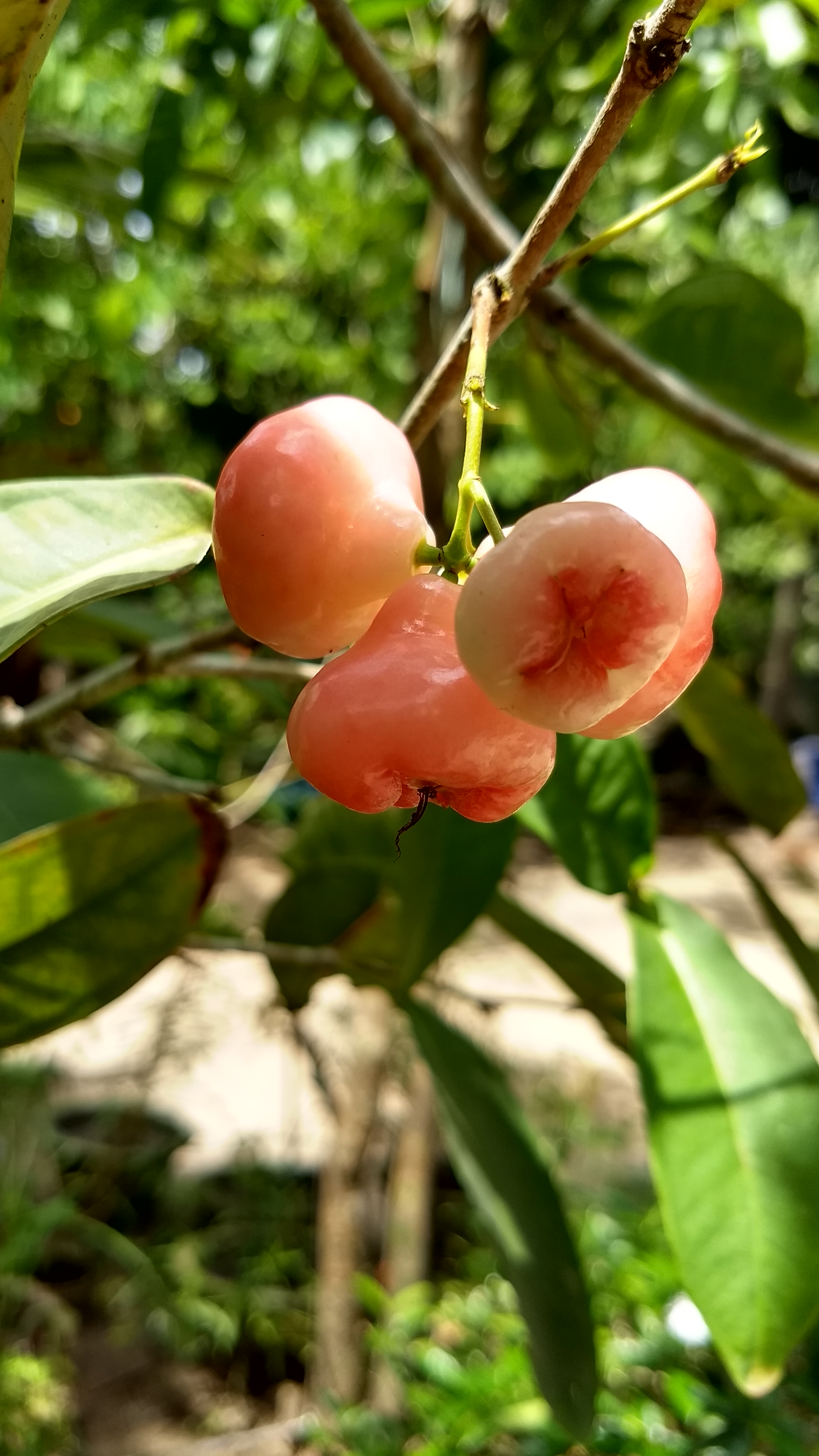 Fruit waxing - Wikipedia