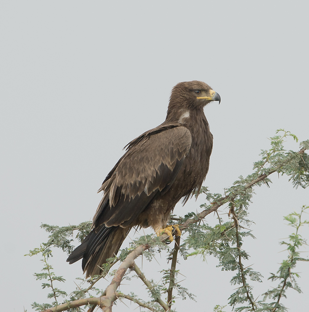 Tawny Eagle (8409160315).jpg