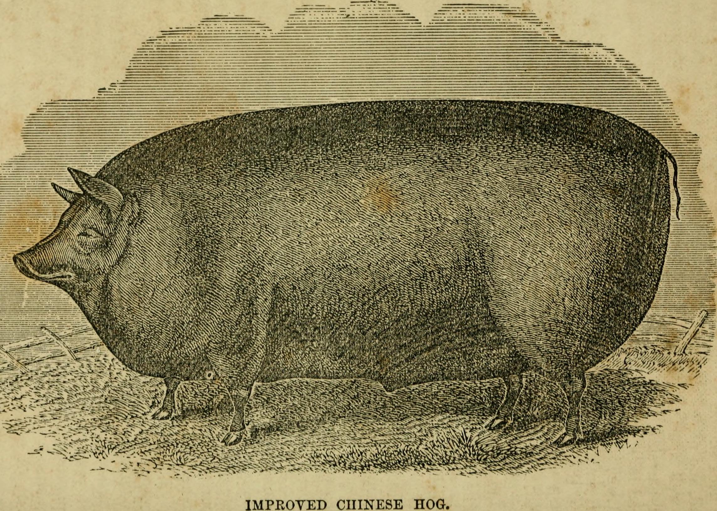 Гоголь свинья. Украинская Степная порода свиней. Самые странные породы свиней. Порода поросят в СССР.