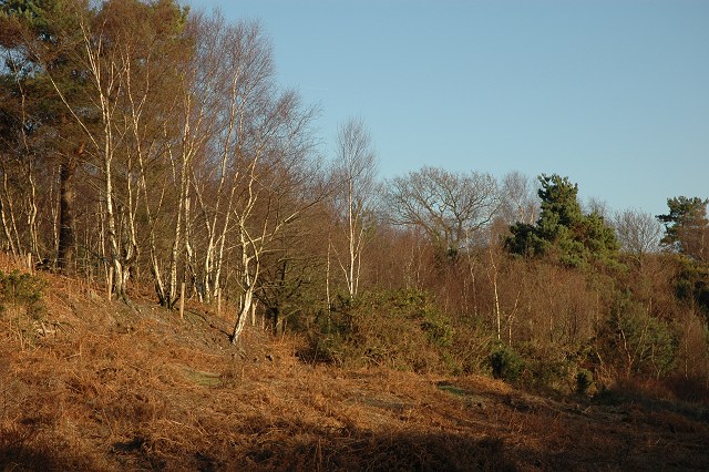 File:Trees, Floating Island valley - geograph.org.uk - 328111.jpg