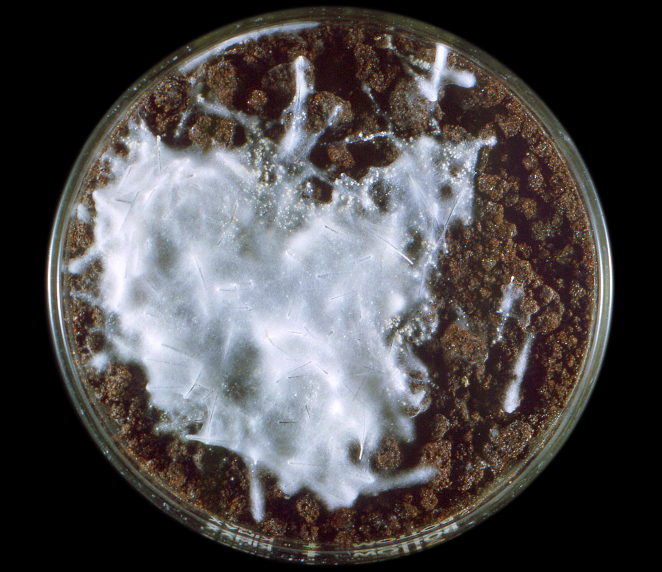Trichophyton mentagrophytes in petri dish