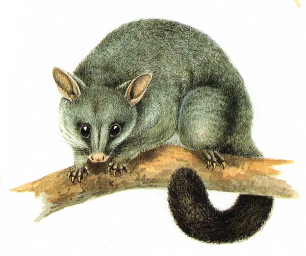 File:Trichosurus vulpecula-Cayley.jpg