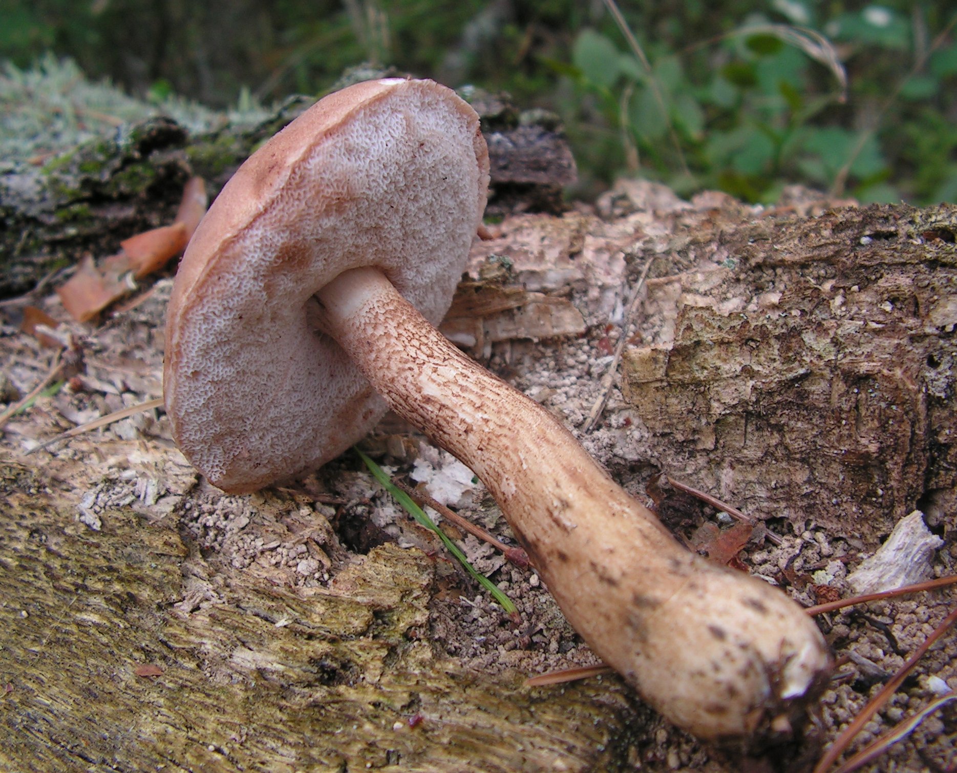 Желчный гриб и другие. Tylopilus felleus. Горчак, ложный белый гриб. Желчный гриб горчак. Горчак гриб и желчный гриб.