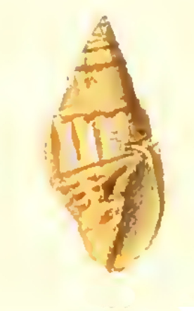 <i>Vexillum lotum</i> Species of gastropod