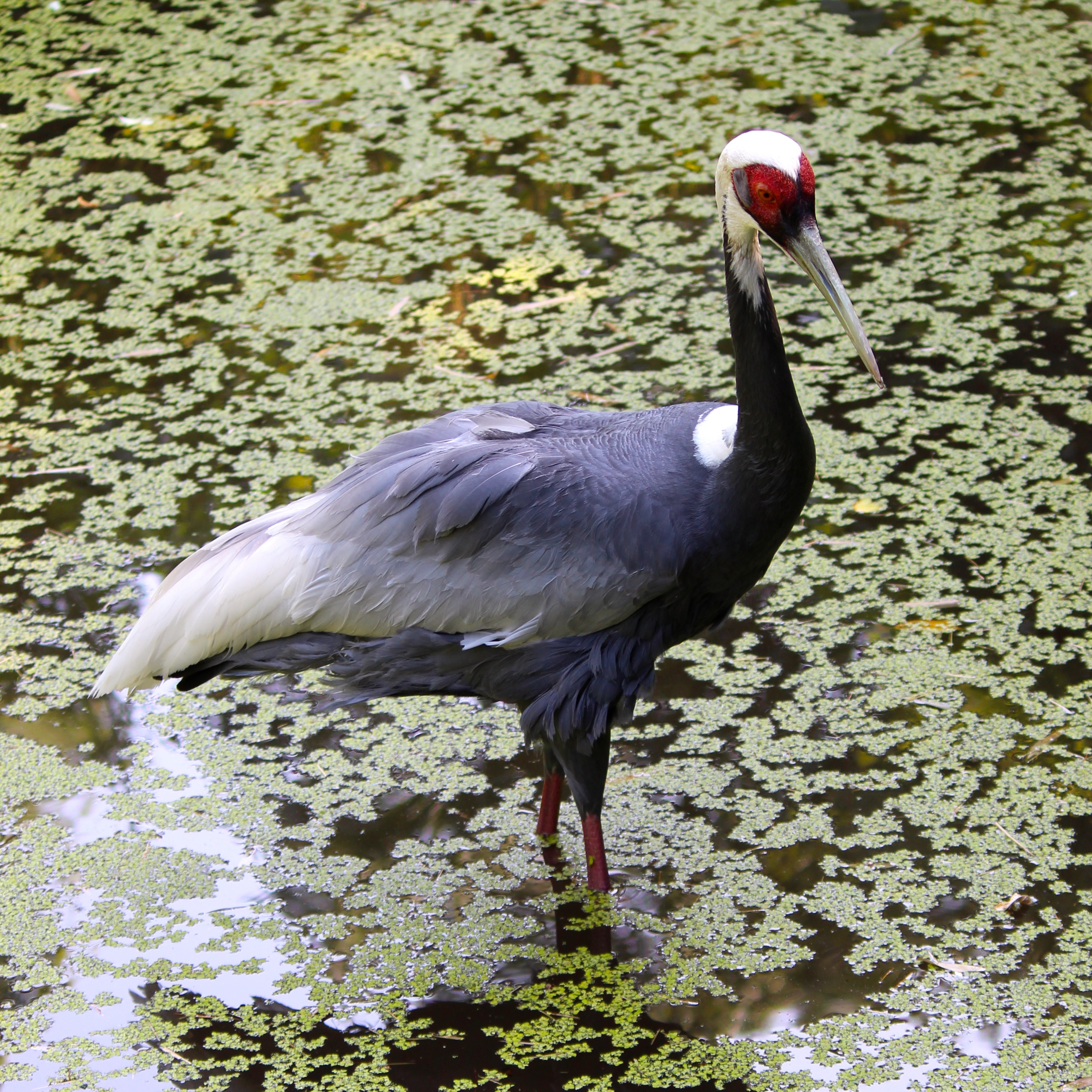 white-naped crane habitat