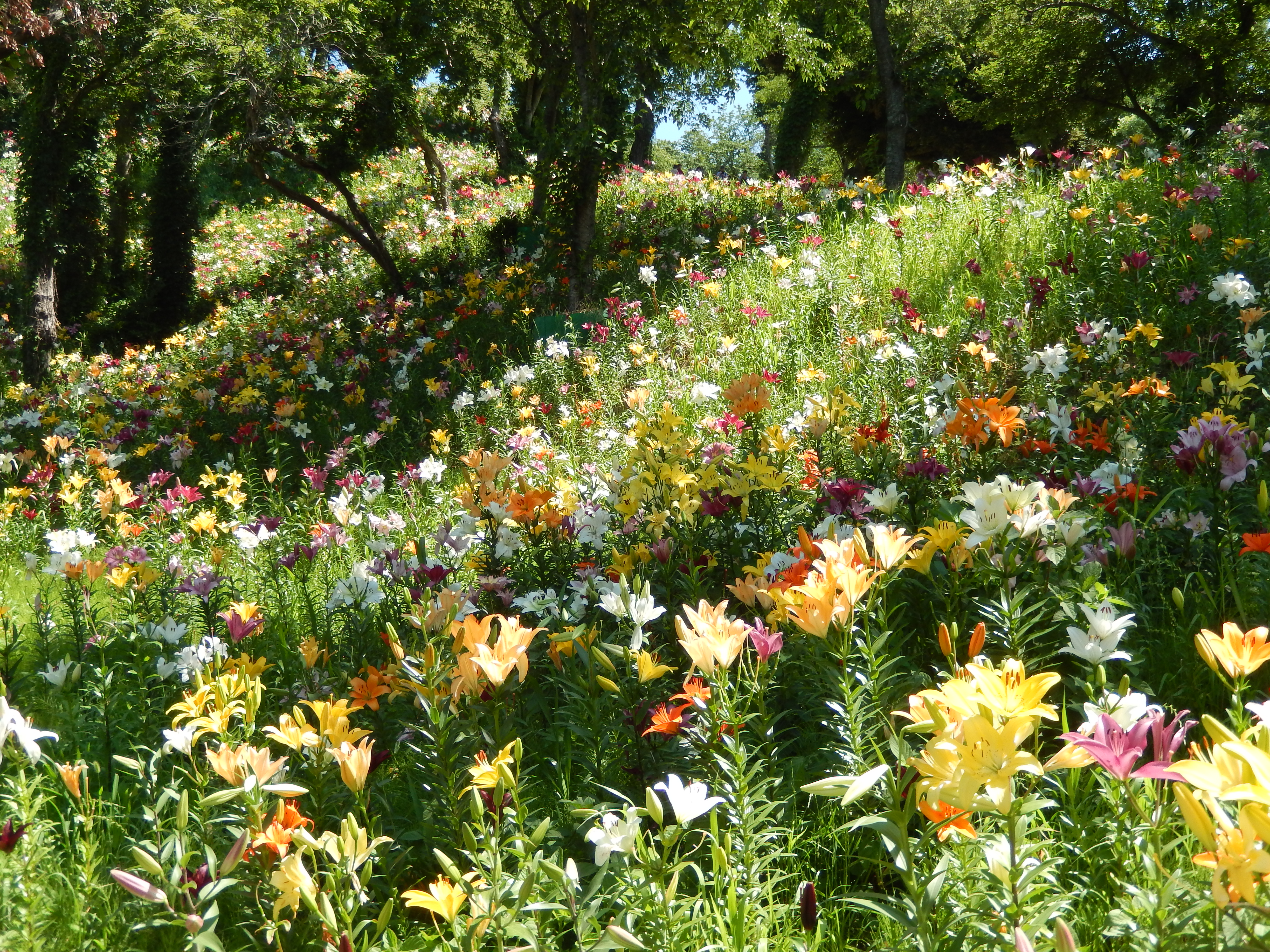 File:可睡ゆりの園 KASUI-Lily's Park - panoramio.jpg