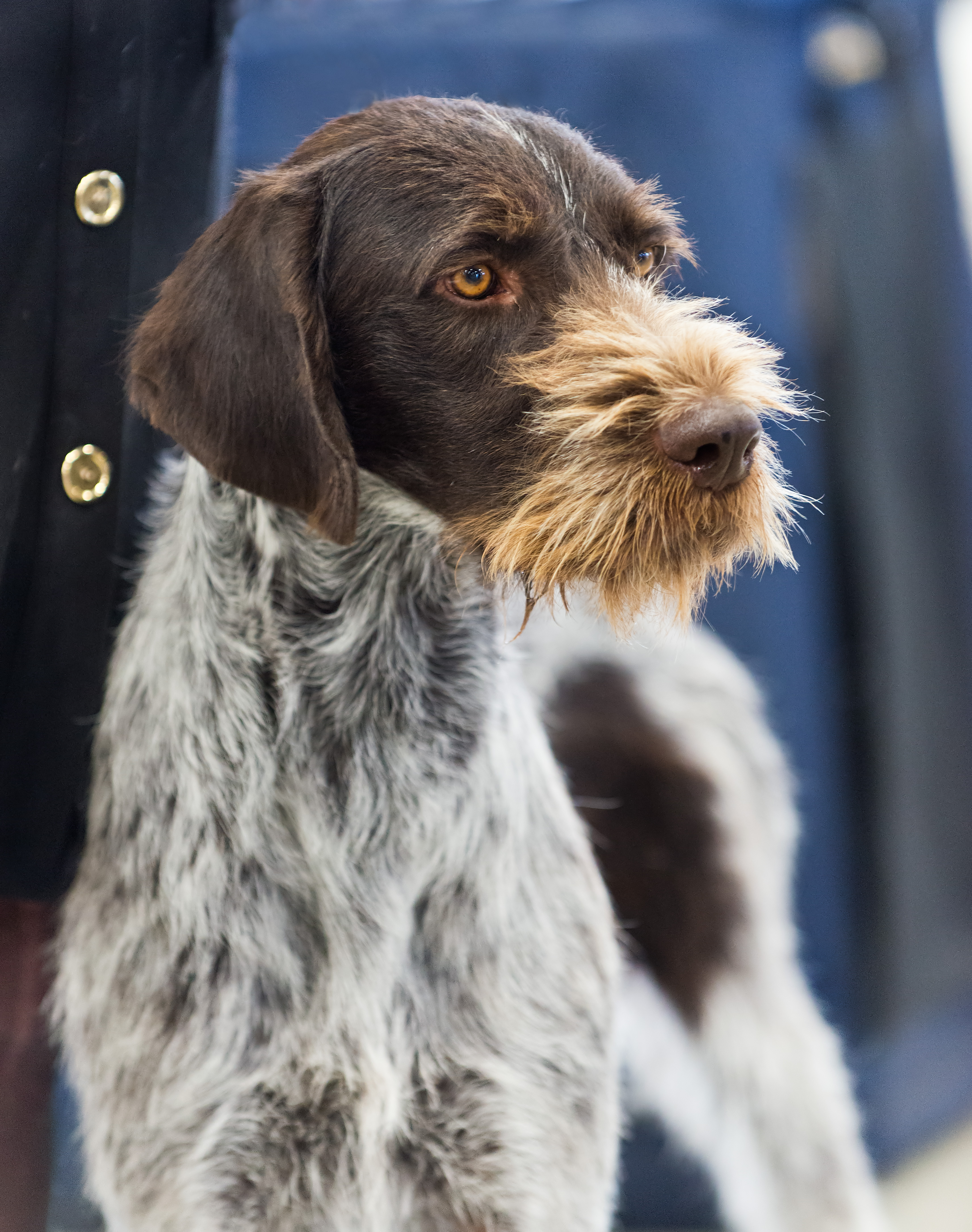 German Wirehaired Pointer Wikiwand