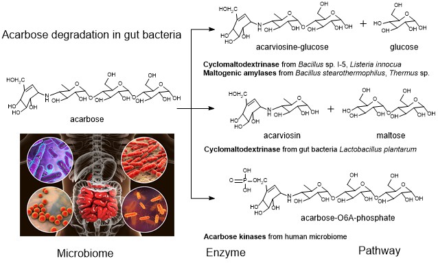 File:Acarbose degradation in gut microbiome.jpg