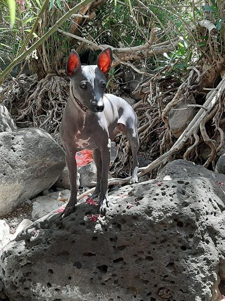 File:American hairless terrier Greta in Israel.jpg