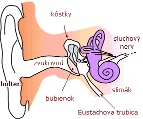 File:Anatomia ucha.png