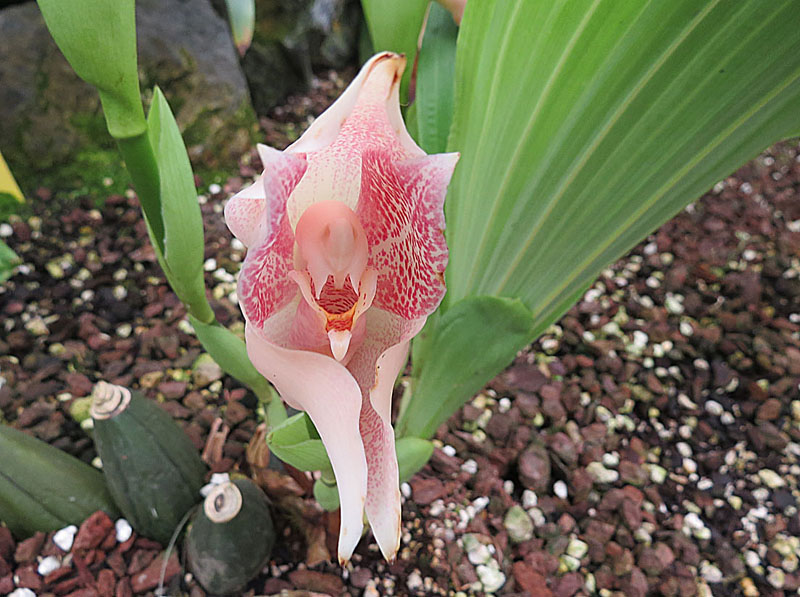 Beautiful orchid that looks just like Daffy Duck