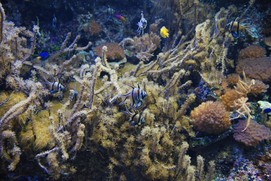 Corail et poissons exotiques à l'aquarium de Gênes - Photo de Yellow Cat