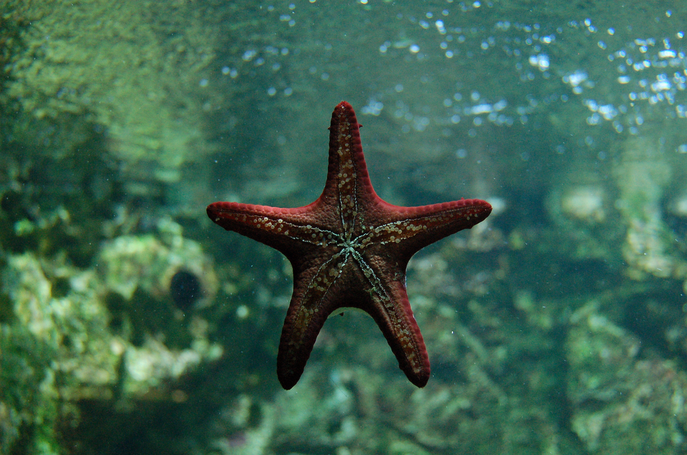 Морские звезды на дне. Asteroidea морские звёзды. Морская звезда в море. Морская звезда в океане. Морская звезда Живая.