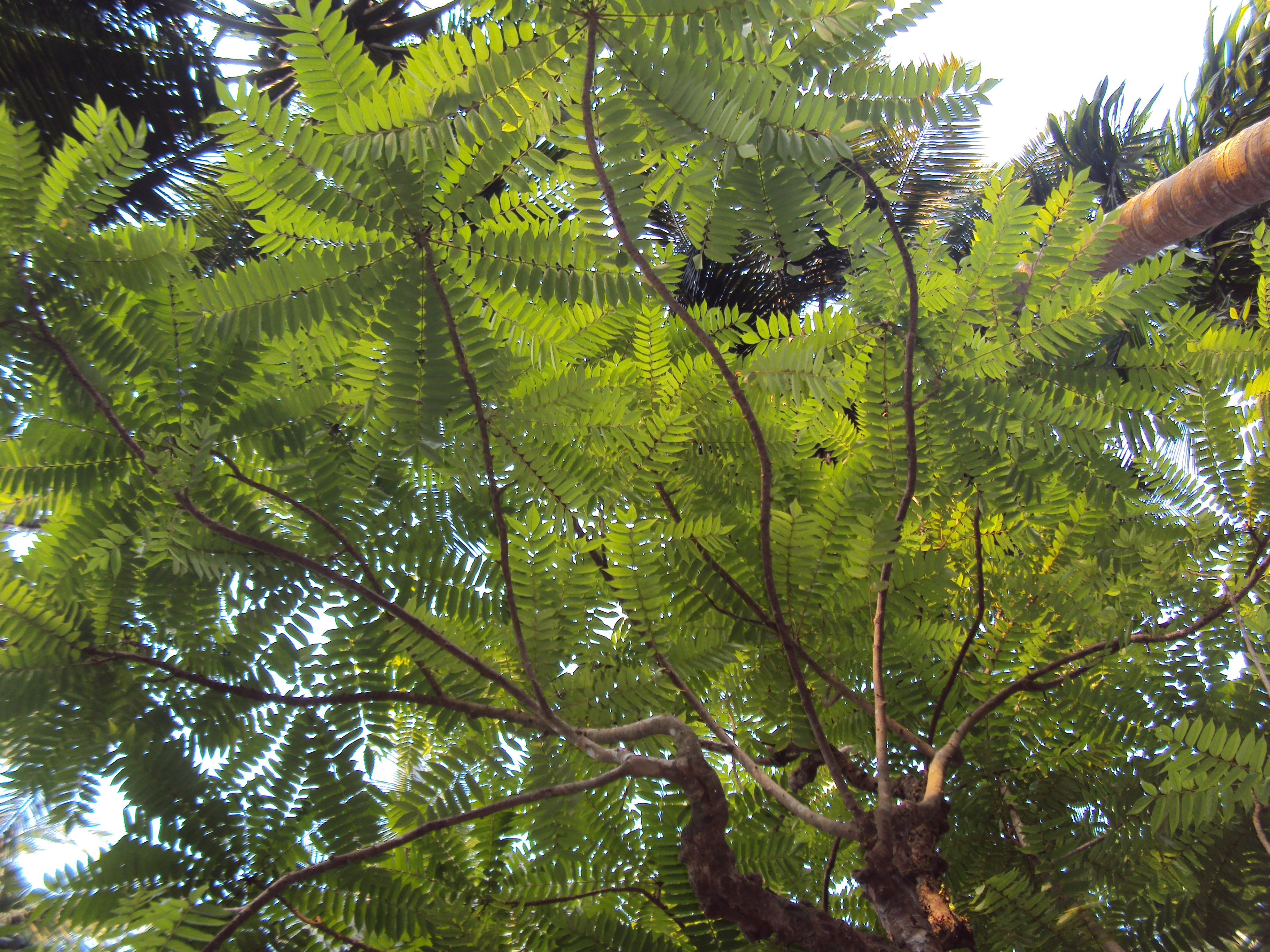 Tree species. Averrhoa Bilimbi.