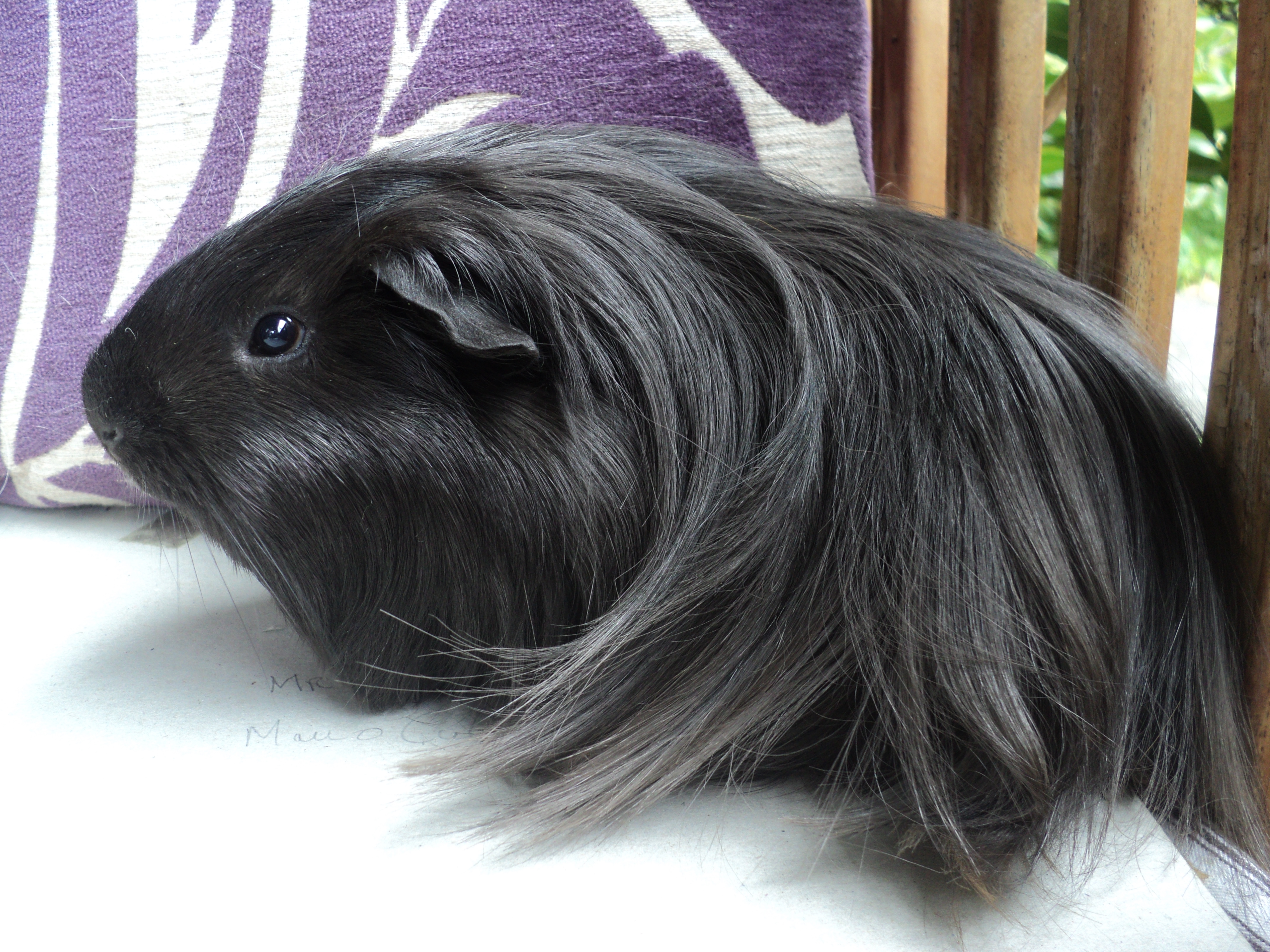 guinea pig black