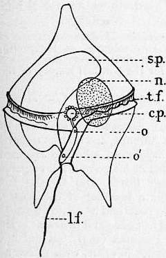 Longitudinal (l.f.) and transverse flagellum (t.f.); sack pusule (s.p.); nucleus (n).