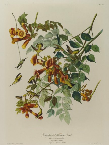 File:Brooklyn Museum - Ruby-throated Humming Bird - John J. Audubon.jpg