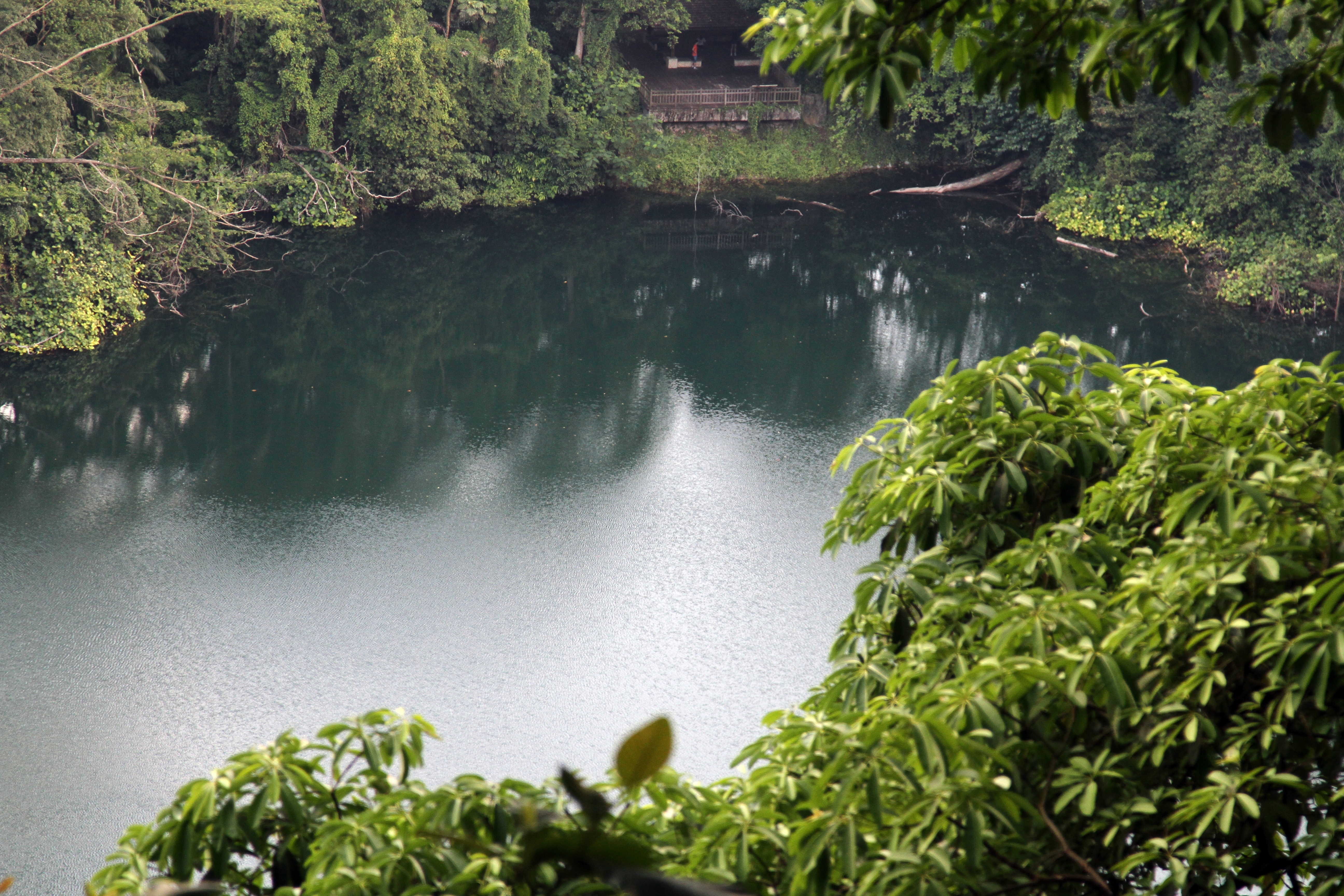 are dogs allowed in bukit timah nature reserve