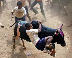 File:Bullriding-India-PONGAL festival-Tamiword25.jpg