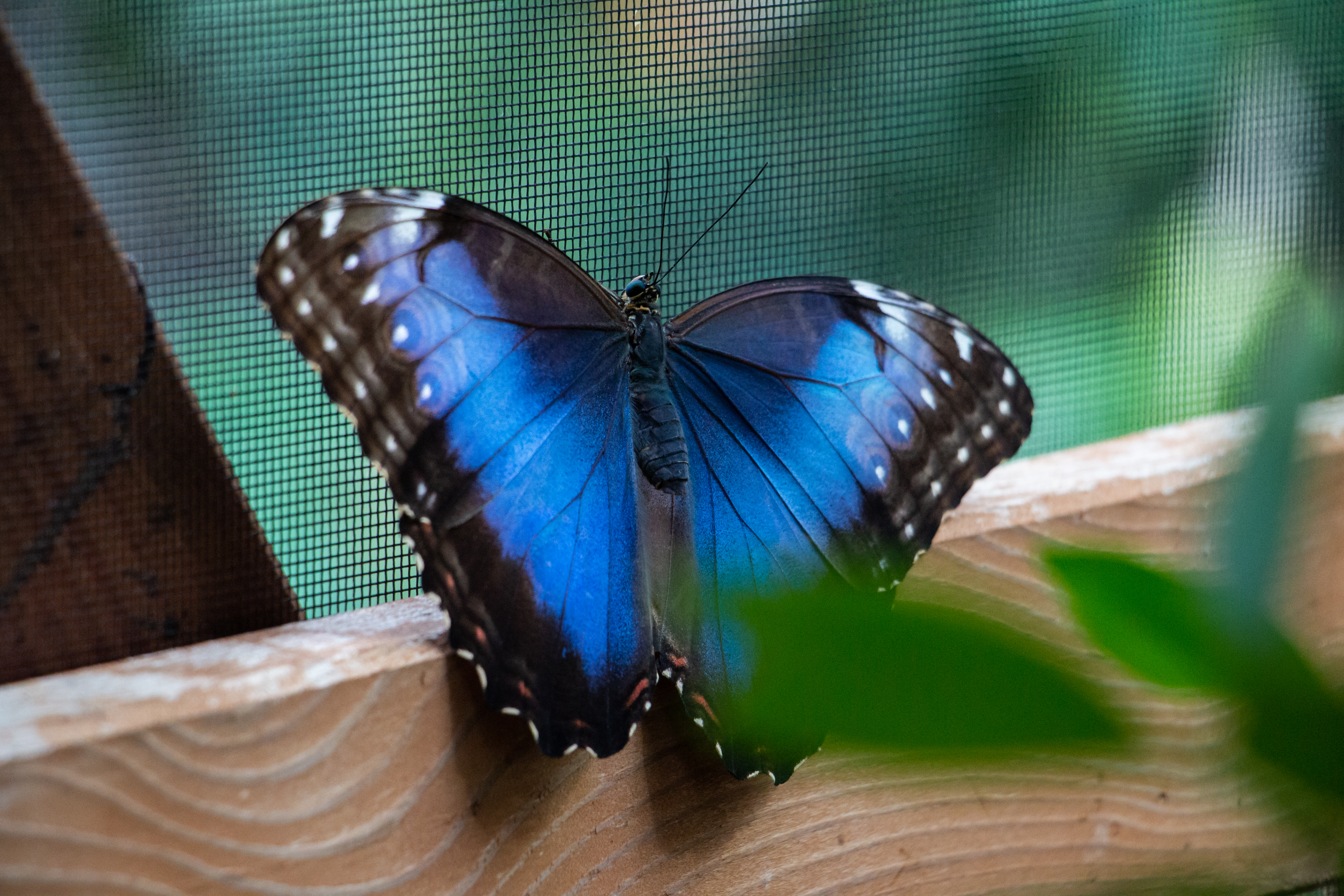 Бабочка на букву б. 4 Бабочки. Апрель бабочки. A4 Butterfly. Фото бабочка на а 4 бумага цвет фиолетовый.