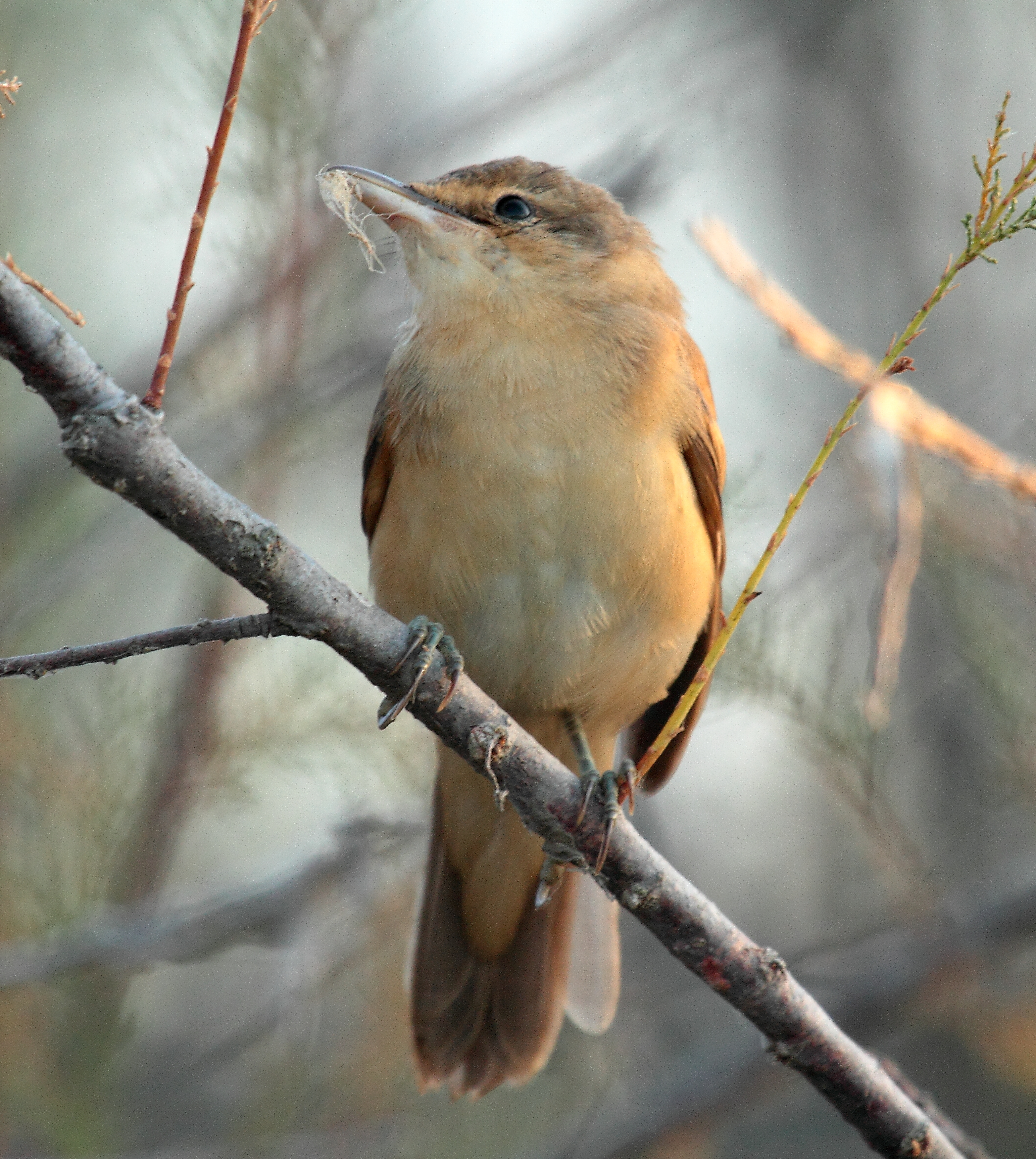 Acrocephalus arundinaceus