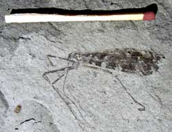 Cimbrophlebiidae Extinct family of insects