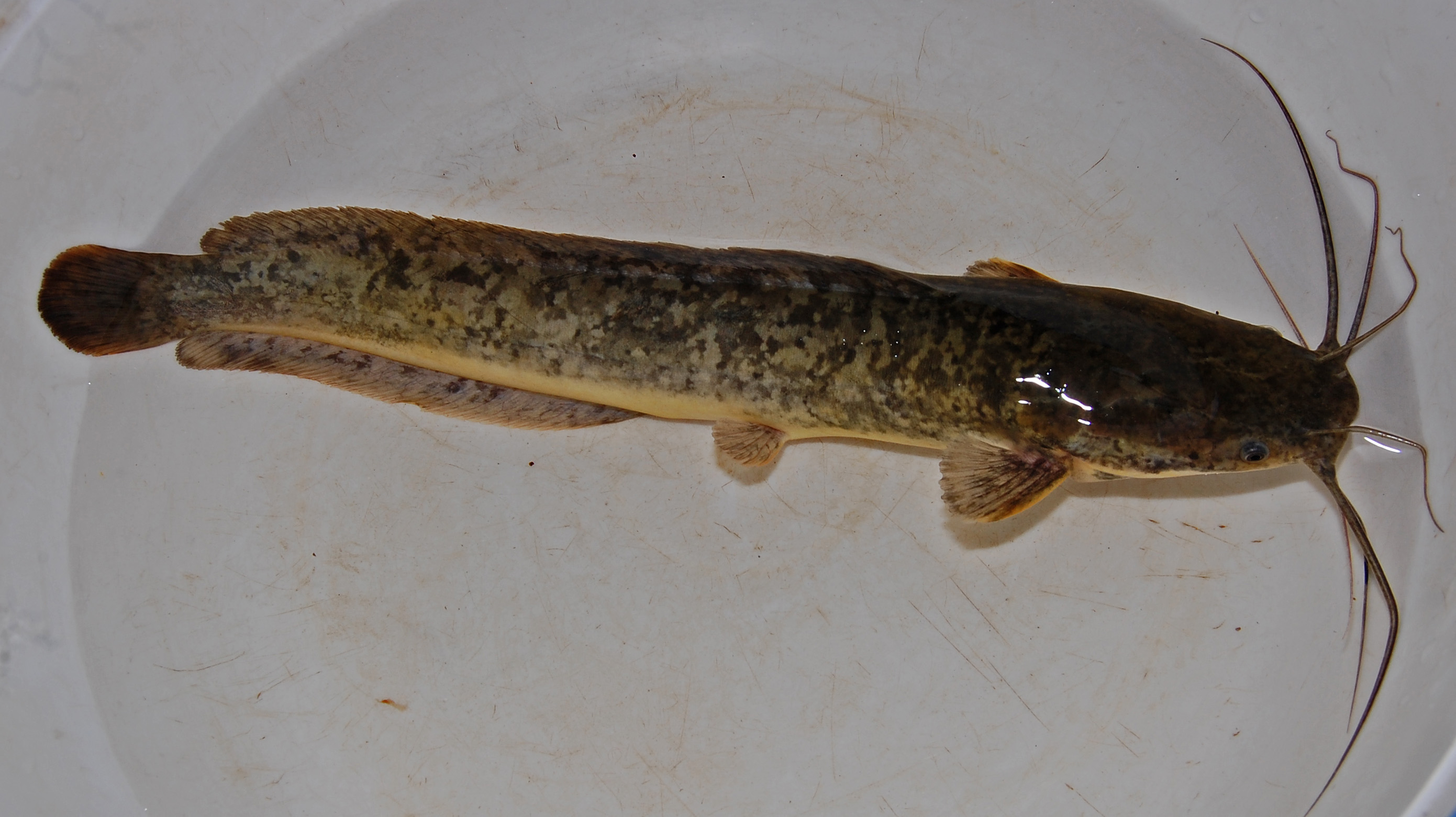 Clarias gariepinus, African sharptooth catfish