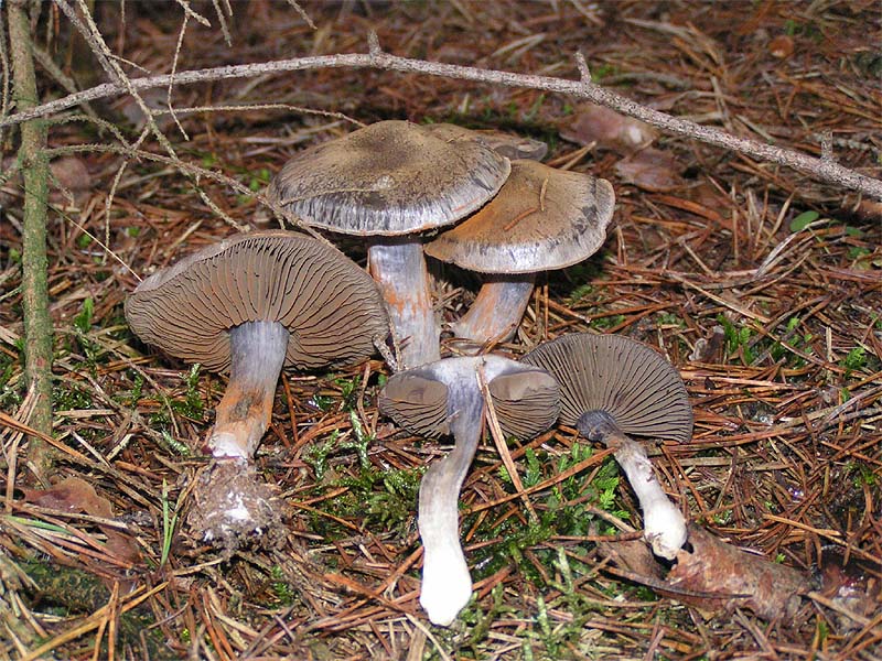 File:Cortinarius infractus.jpg