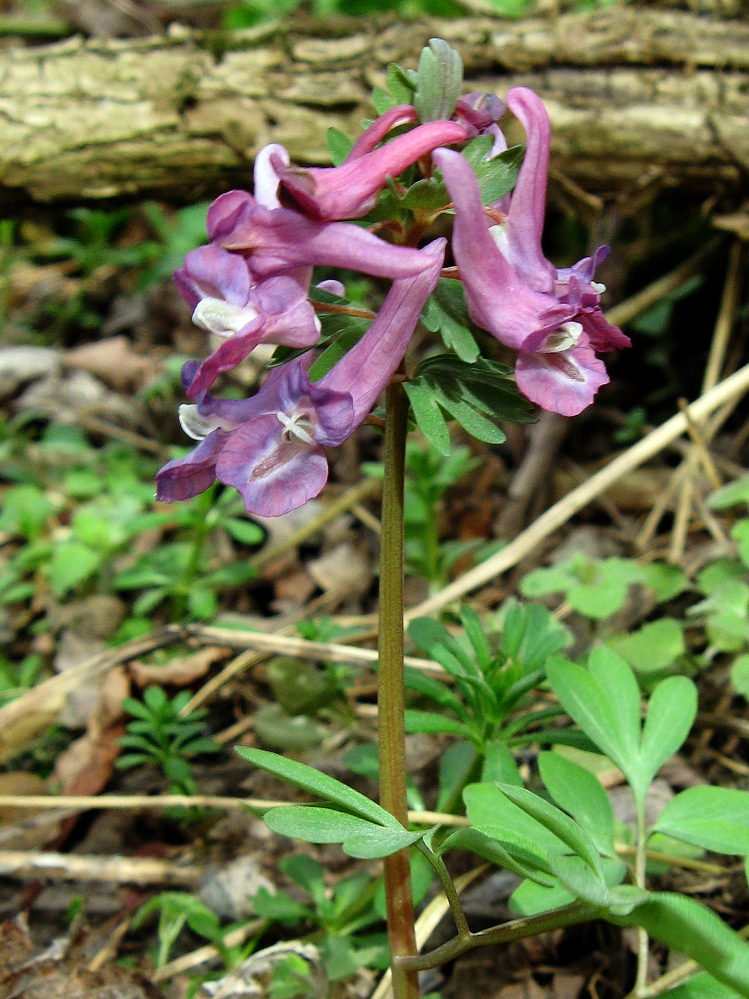 Corydalis paniculigera