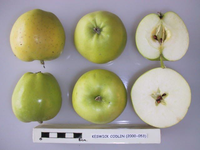 Datei:Cross section of Keswick Codlin, National Fruit Collection (acc. 2000-053).jpg