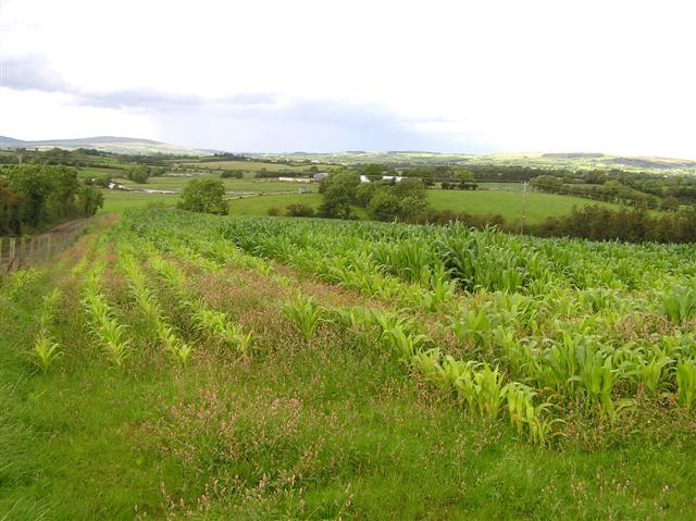 File:Curly Townland - geograph.org.uk - 1457931.jpg